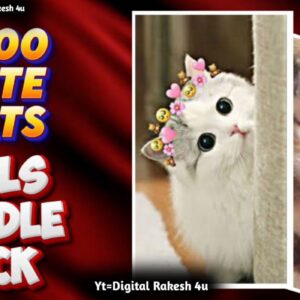 3000 cute cats reel bundle pack